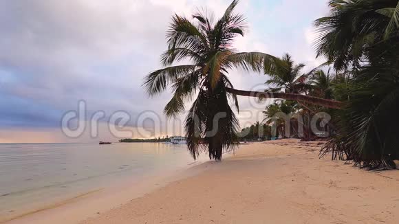 异国海岛椰子棕榈树和热带海滩加勒比暑假视频的预览图