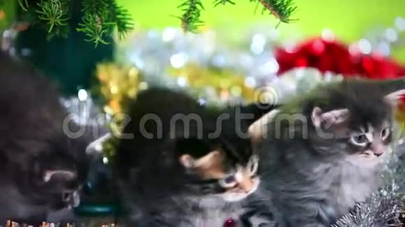 缅因州的小猫在圣诞树下玩耍视频的预览图