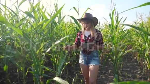 智慧农业慢动作视频概念女孩农学家在玉米地里拿着平板电脑是生活方式视频的预览图