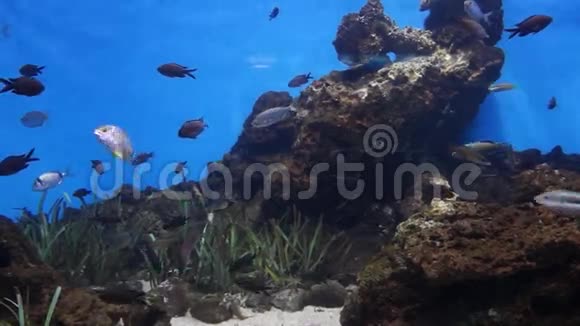 巴塞罗那水族馆视频的预览图