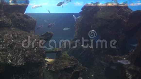 巴塞罗那水族馆视频的预览图