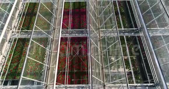 飞越一个有花的大温室一个有可伸缩屋顶的温室从上面可以看到温室生长着视频的预览图