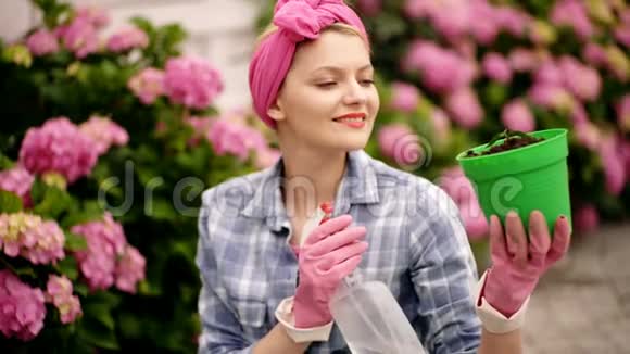 女人关心花园里的花快乐的女人花匠温室的花绣球花春季和夏季视频的预览图