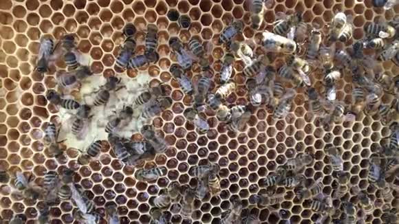 摘要六边形结构是蜂箱中的蜂窝蜂箱中装满了金色的蜂蜜视频的预览图