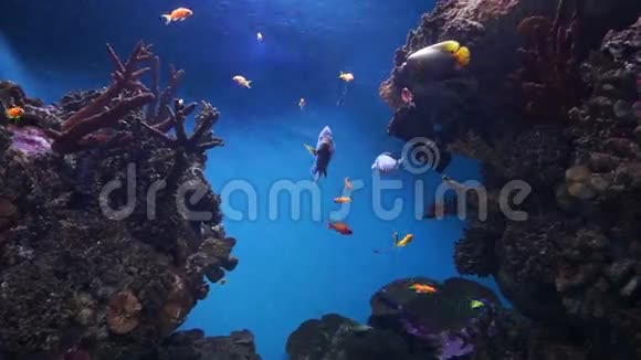 巴塞罗那水族馆视频的预览图