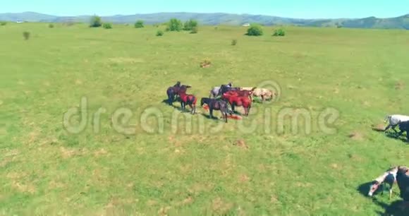 飞越山地草地上的野马群夏山野性自由生态概念视频的预览图