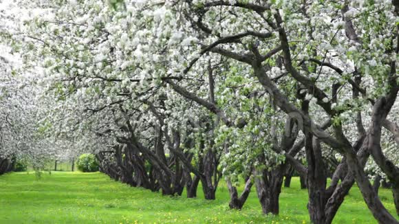 开花的苹果树花园视频的预览图
