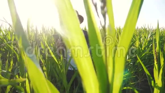 智慧农业慢动作生活方式视频概念男子农艺师在玉米地里拿着平板电脑视频的预览图