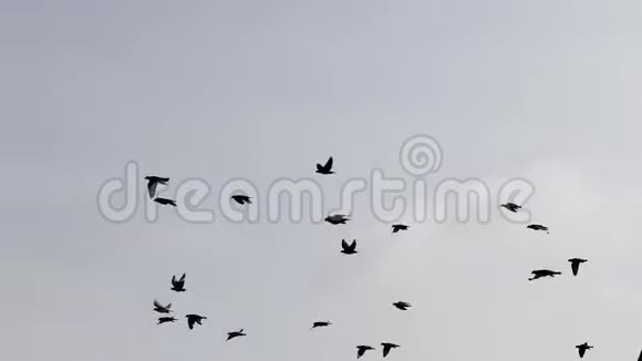 飞旋飞鸽在晴空飞翔视频的预览图