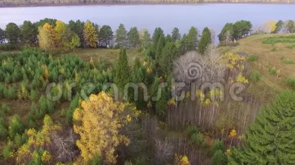 秋天的风景晴天河岸的秋树视频的预览图