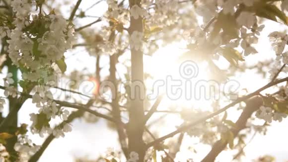 苹果树在风中盛开视频的预览图
