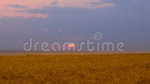 日落时的小麦视频的预览图