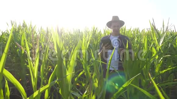 智慧农业慢动作视频概念男子农艺师手持平板电脑触摸式生活电脑在玉米地里是视频的预览图