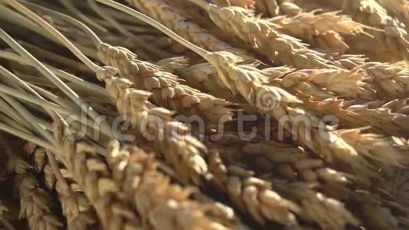 小麦谷物和面粉的耳朵视频的预览图