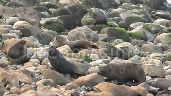 新西兰的海豹突击队视频的预览图