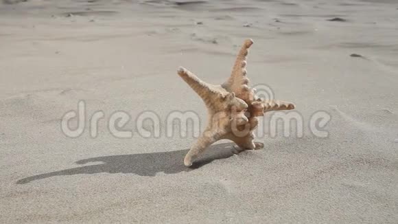 沙滩上的海星视频的预览图