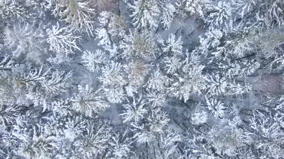 美丽的冬林从无人驾驶飞机上俯瞰视频的预览图