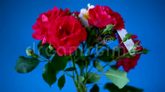 一束美丽的红玫瑰点缀在蓝色视频的预览图