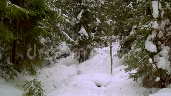 背包客在冬季森林徒步旅行视频的预览图