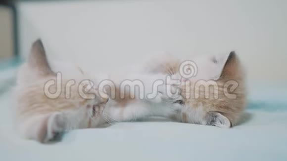 两只小白猫在床上玩打架的搞笑视频猫猫猫猫猫猫猫猫猫猫猫猫猫猫猫猫猫猫猫视频的预览图
