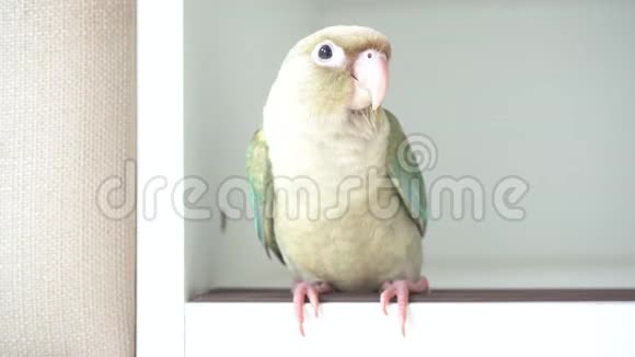 绿叉鹦鹉视频的预览图