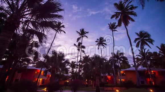 美丽夕阳背景下的棕榈树视频的预览图