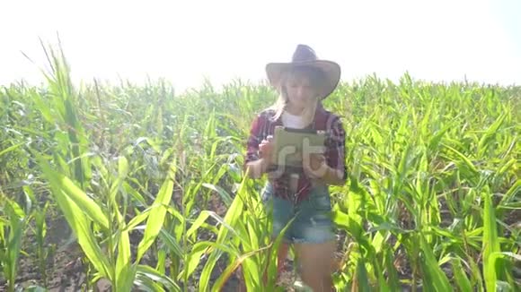 智慧农业慢动作视频概念生活方式女孩农学家在玉米地里拿着平板电脑触摸板电脑视频的预览图