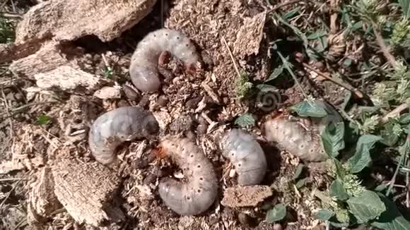 犀牛甲虫犀牛甲虫幼虫在地上锯末犀牛甲虫视频的预览图