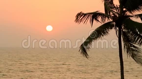 日落时的棕榈树剪影视频的预览图