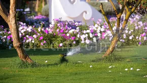 草坪自动喷水器在花园上草地缓慢移动视频的预览图