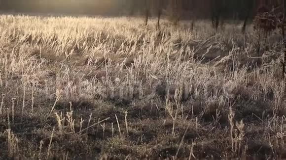 草地上美丽的早晨视频的预览图
