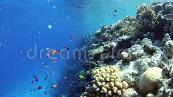 珊瑚礁上鱼的浅滩视频的预览图