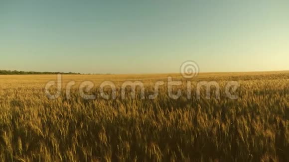 谷物收获在夏天成熟在蓝天上成熟小麦的田野小麦的穗子和谷粒摇动着视频的预览图
