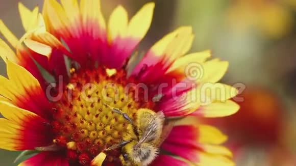 大黄蜂在一个花瓜虫上视频的预览图