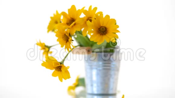 美丽的盛开的黄色雏菊被隔离在白色上视频的预览图