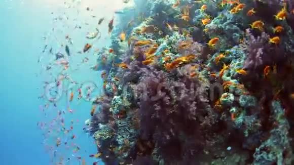 珊瑚礁上鱼的浅滩视频的预览图