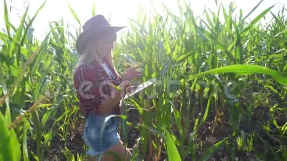 智慧农业慢动作视频概念女孩生活方式农学家在玉米地里拿着平板电脑触摸板电脑视频的预览图