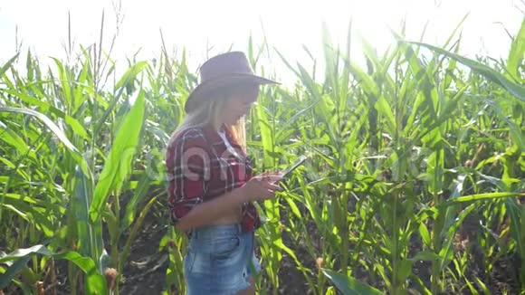 智慧农业慢动作视频概念女孩农学家在玉米生活方式领域持有平板电脑触摸屏电脑视频的预览图