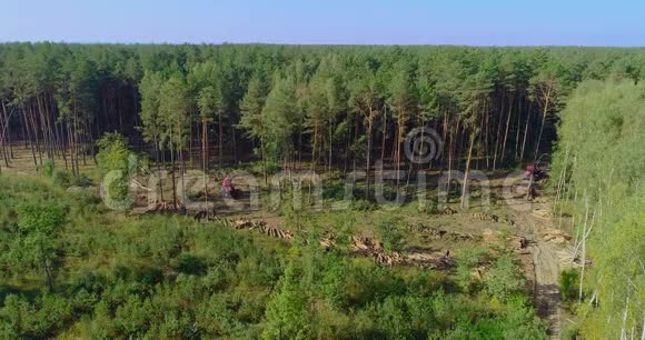 砍伐森林红林收割机视频的预览图