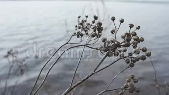 夏日湖视频的预览图
