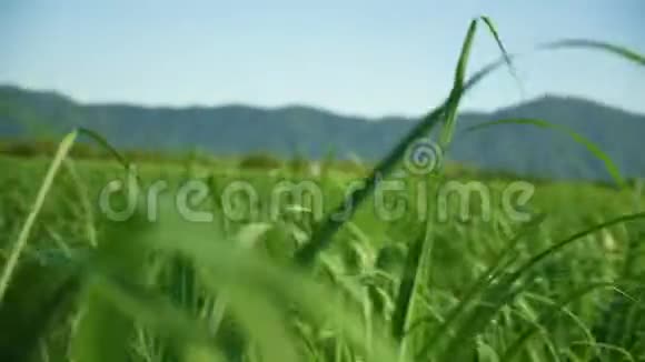 中型草地视频的预览图