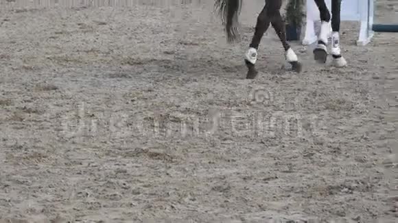 马脚在沙滩上行走在农场的鬃毛上靠近地面的腿为了种马关闭视频的预览图
