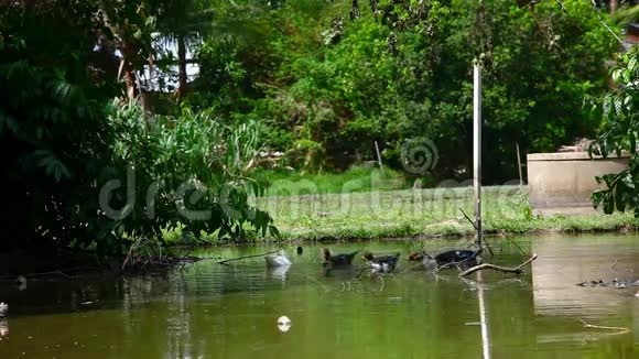 黑白鸭子在池塘里游泳视频的预览图