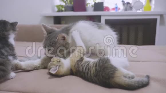 猫舔舔小猫的舌头慢动作视频猫妈妈和小猫躺在沙发上猫的生活方式视频的预览图