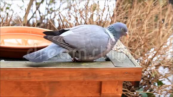 鸽子吃鸟籽哥伦比亚棕榈视频的预览图