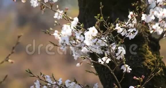 东京KowishikawaKourakuen公园樱花手提式特写视频的预览图