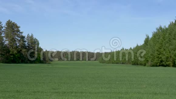 蓝天背景下绿色草地视频的预览图