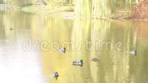 马拉德野鸭阿纳斯鸭在公园4K视频的预览图
