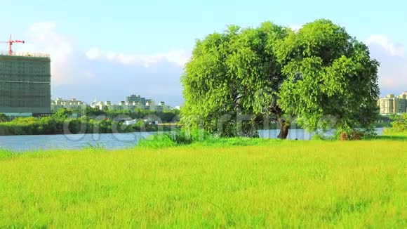 台北台湾堤岸公园蓝天白云绿草如茵树木户外活动视频的预览图