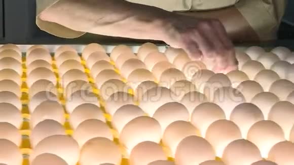 家禽养殖场的鸡卵农业工业视频的预览图